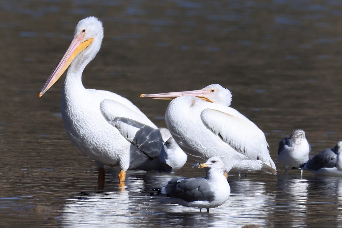American White Pelican - ML643945816