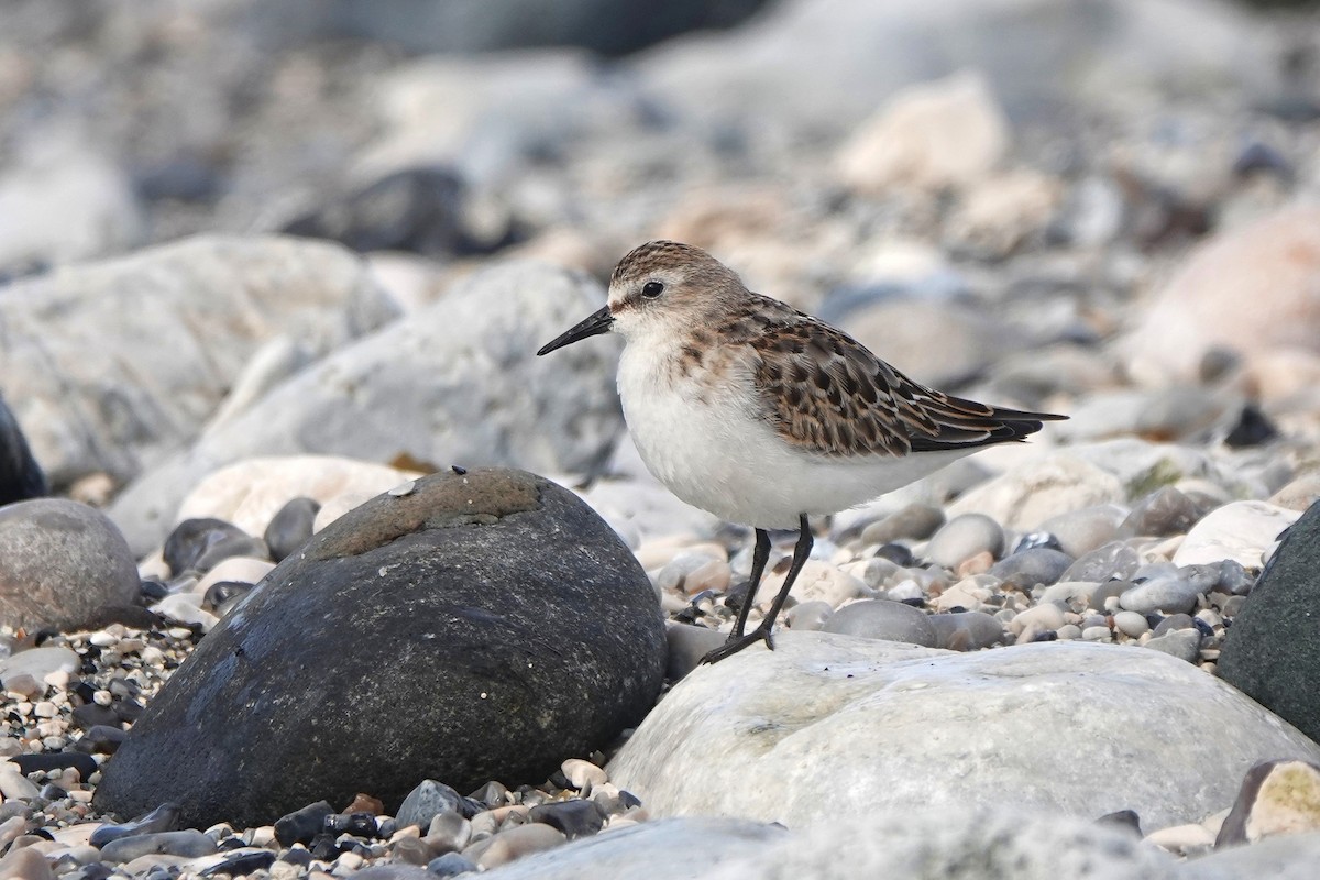Little Stint - ML643945817