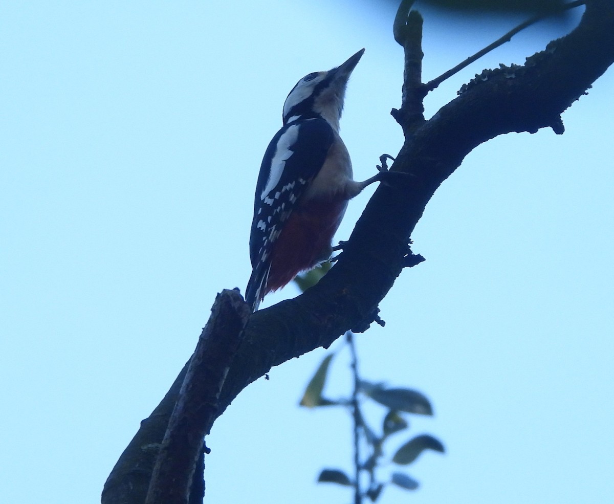 Great Spotted Woodpecker - ML643945822