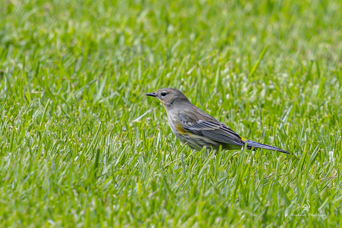Yellow-rumped Warbler (Audubon's) - ML643945823