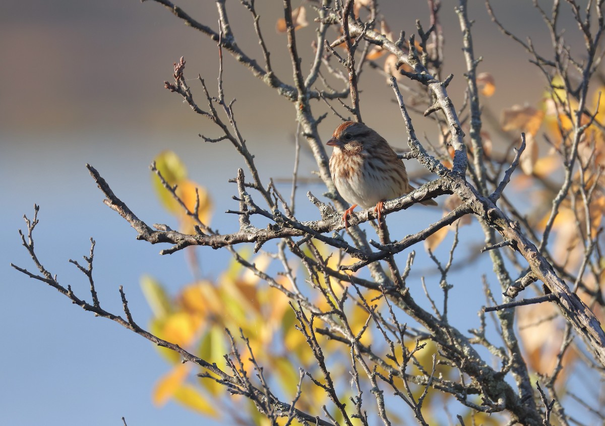 Song Sparrow - ML643945824