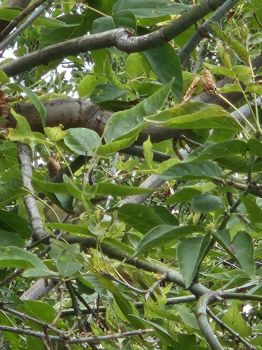 Ruby-crowned Kinglet - ML643945825