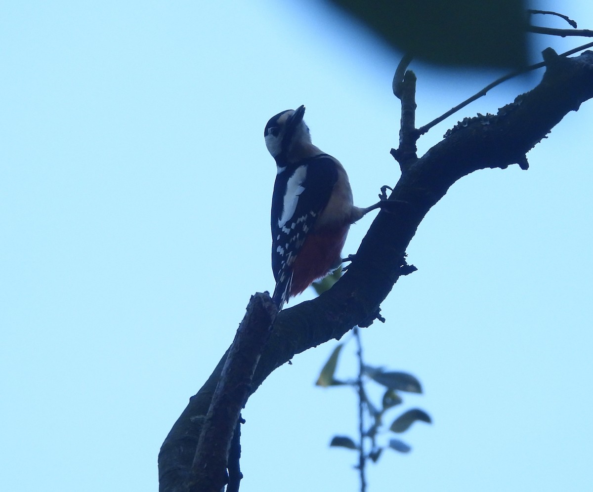 Great Spotted Woodpecker - ML643945829