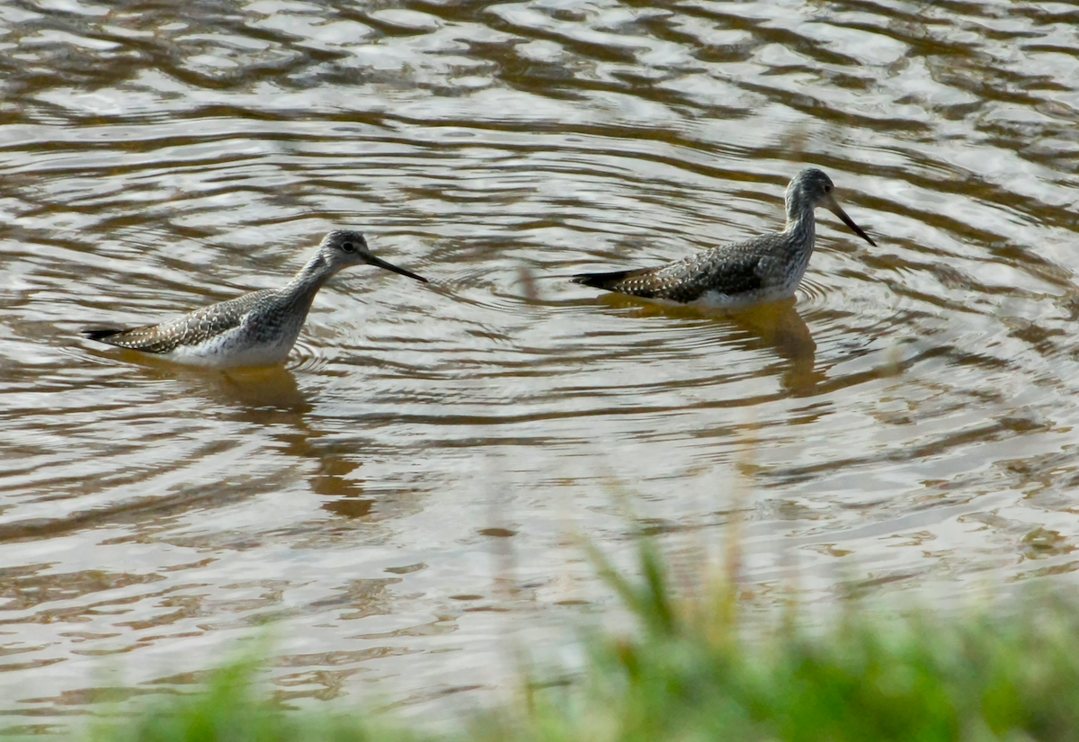 Greater Yellowlegs - ML643945831