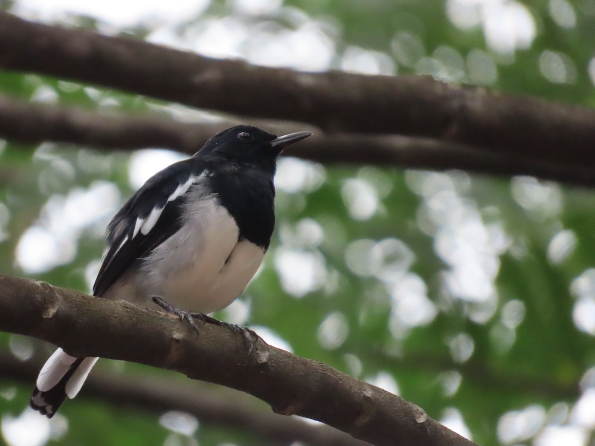 Oriental Magpie-Robin - ML643945832