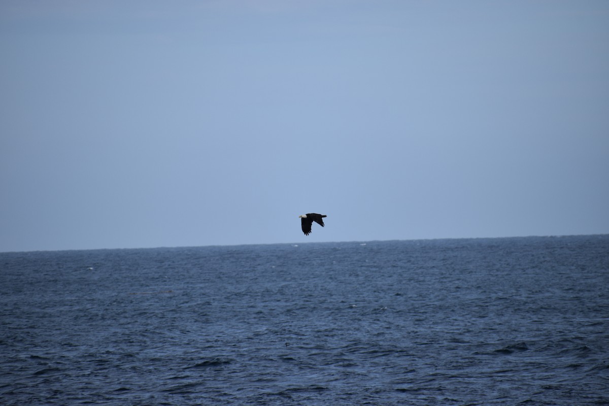 Bald Eagle - ML643945833