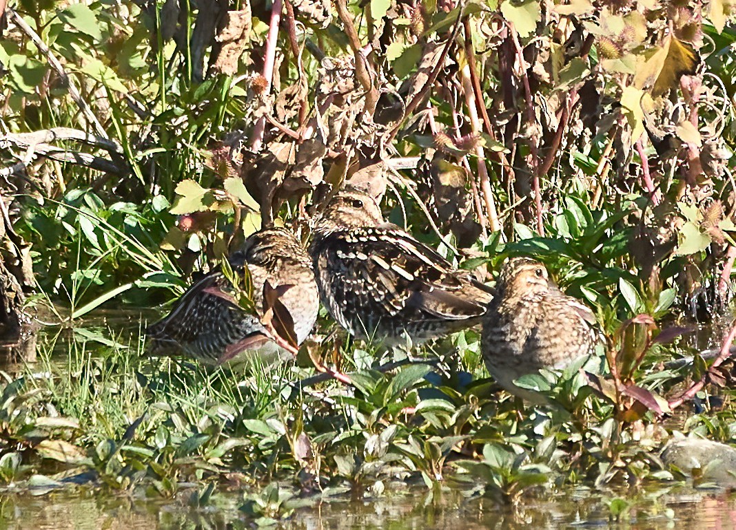 Wilson's Snipe - ML643945834
