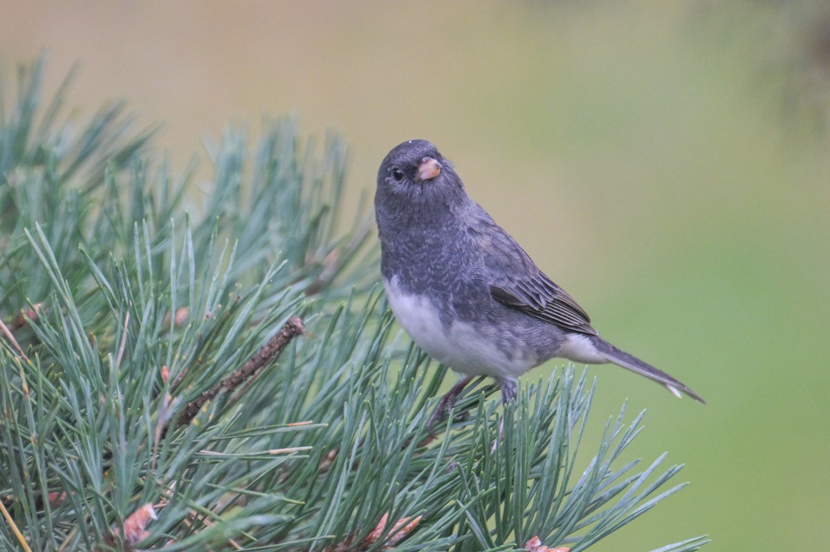 Dark-eyed Junco - ML643945836