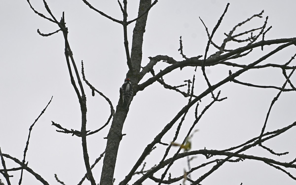 Downy Woodpecker - ML643945837