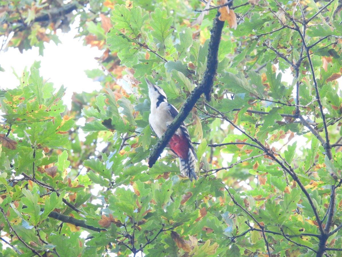 Great Spotted Woodpecker - ML643945838
