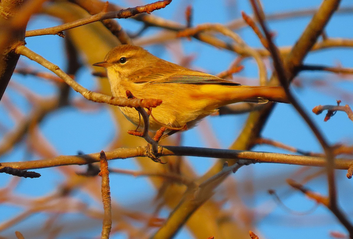 Palm Warbler - ML643945839