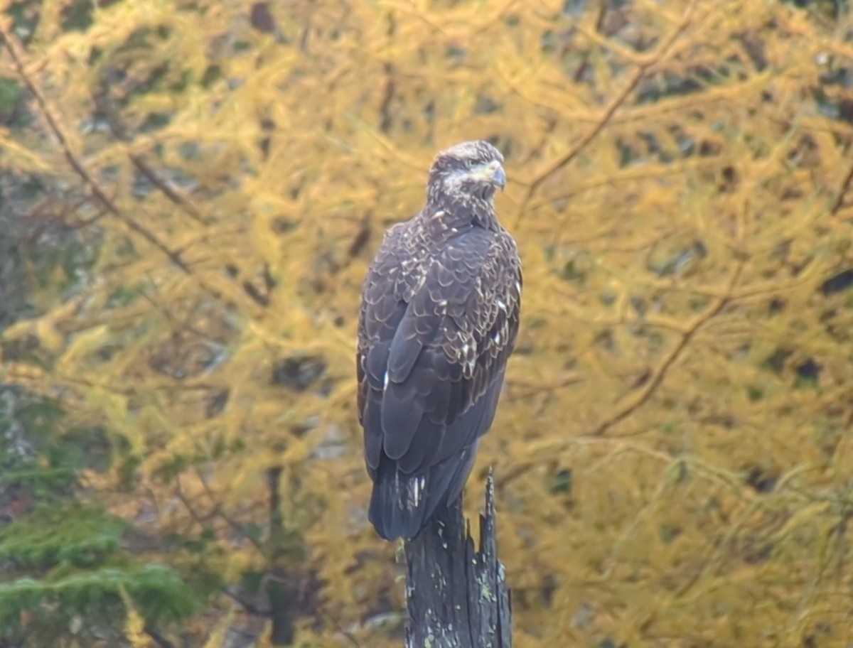 Bald Eagle - ML643945841