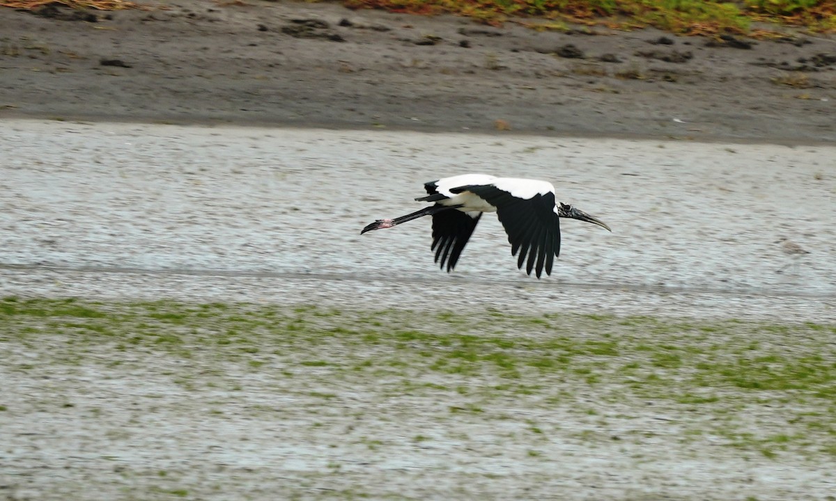Wood Stork - ML643945842