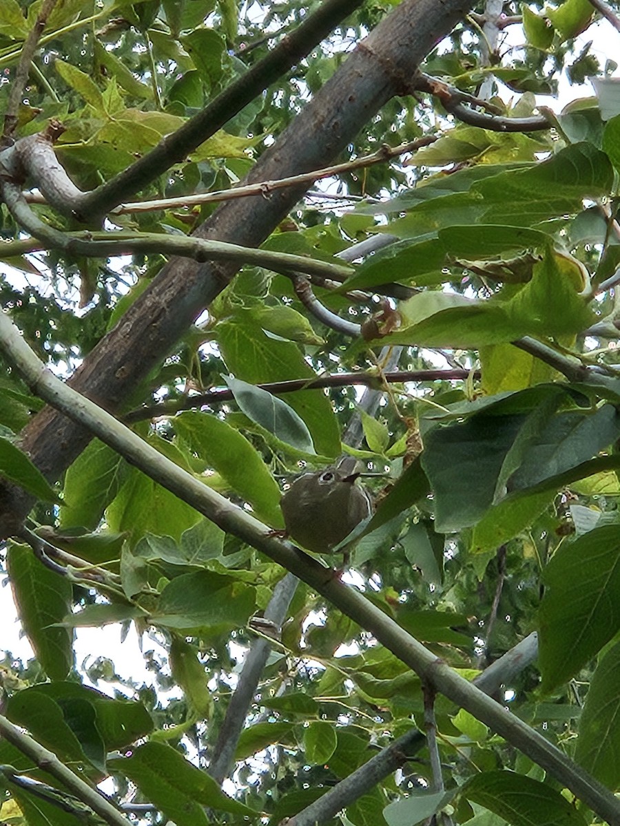 Ruby-crowned Kinglet - ML643945845