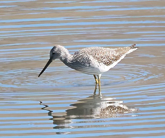 Greater Yellowlegs - ML643945875