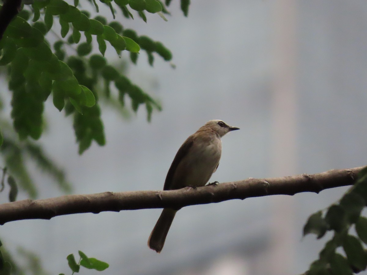 Yellow-vented Bulbul - ML643945883