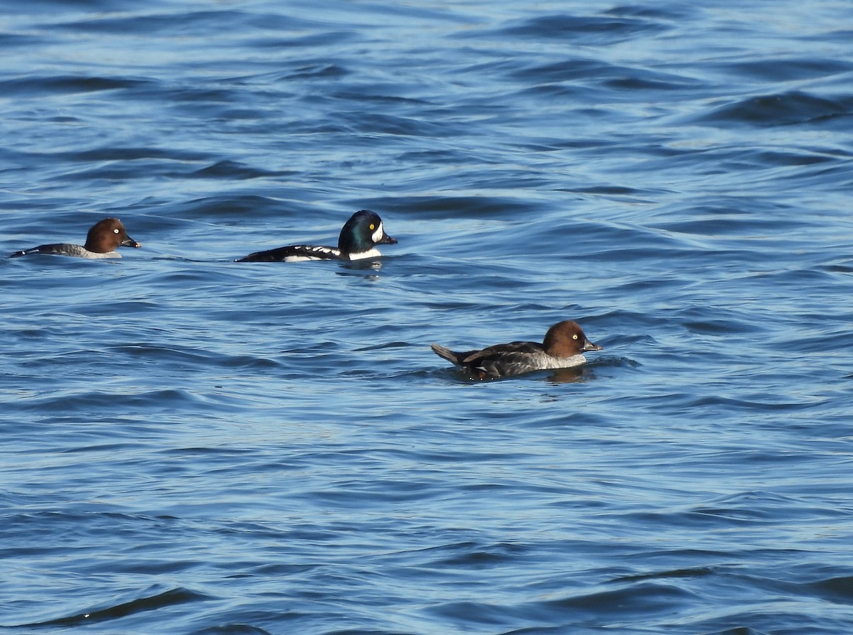 Barrow's Goldeneye - ML643945893