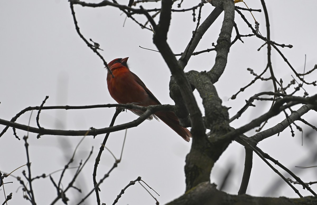 Northern Cardinal - ML643945900
