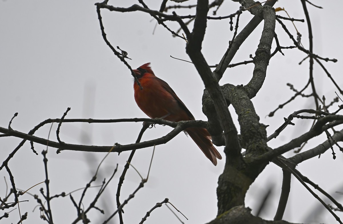 Northern Cardinal - ML643945901