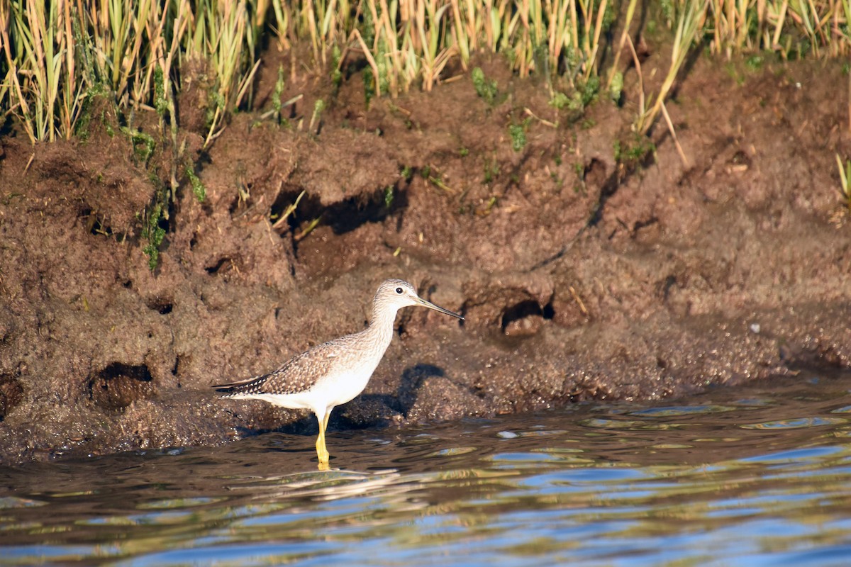 Greater Yellowlegs - ML643945908