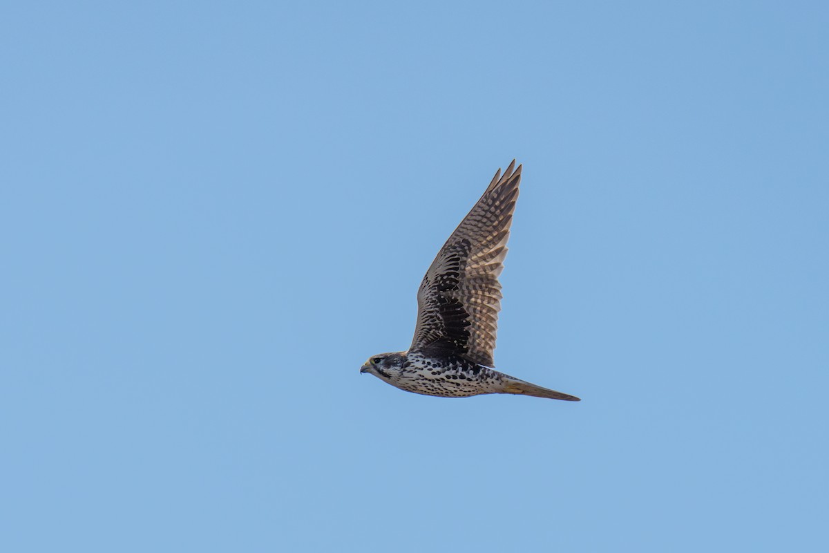 Prairie Falcon - ML643945912