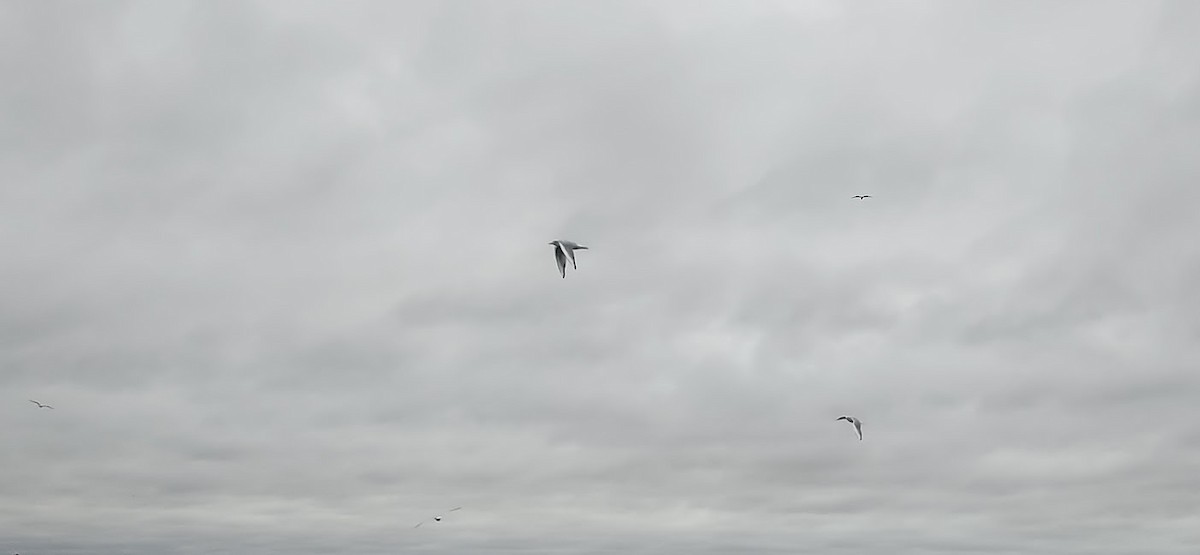Bonaparte's Gull - ML643945913