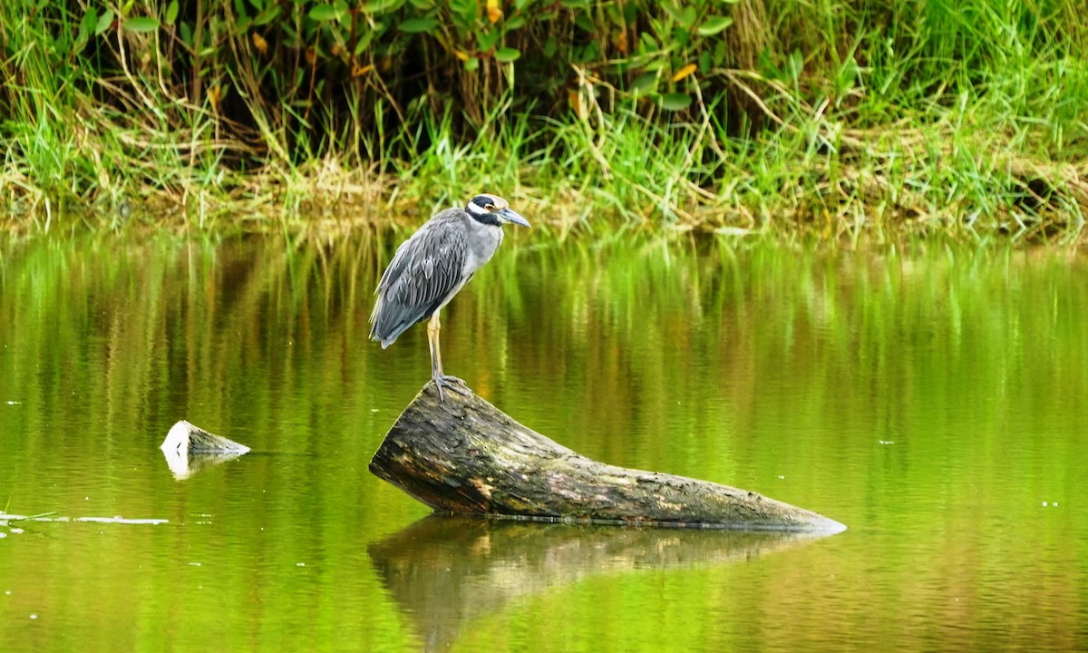 Yellow-crowned Night Heron - ML643945918