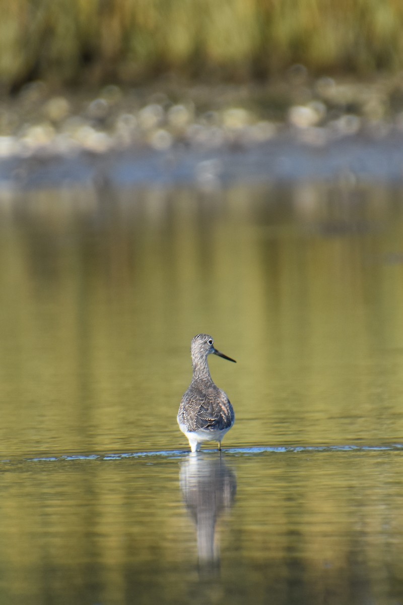 Greater Yellowlegs - ML643945926
