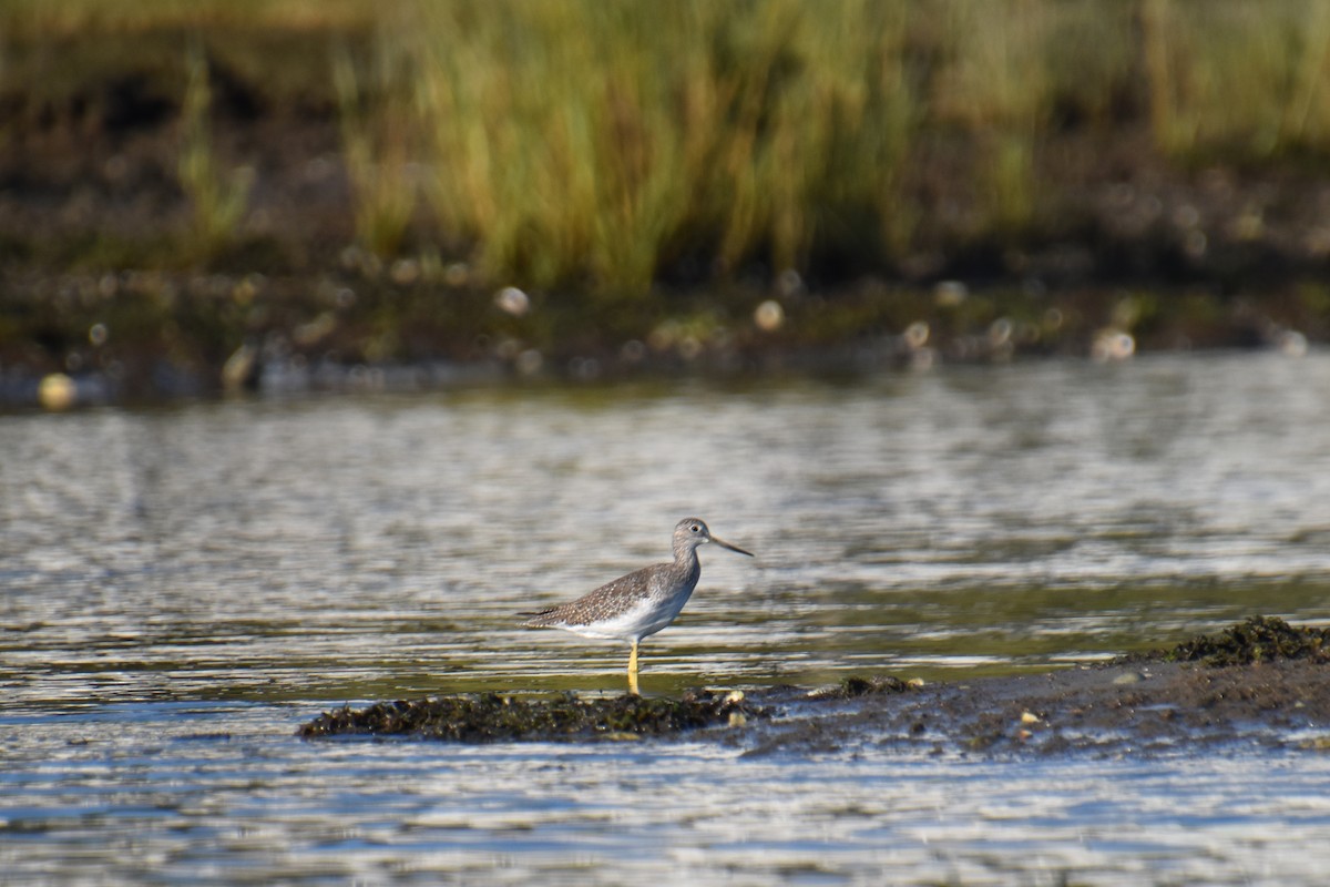 Greater Yellowlegs - ML643945927