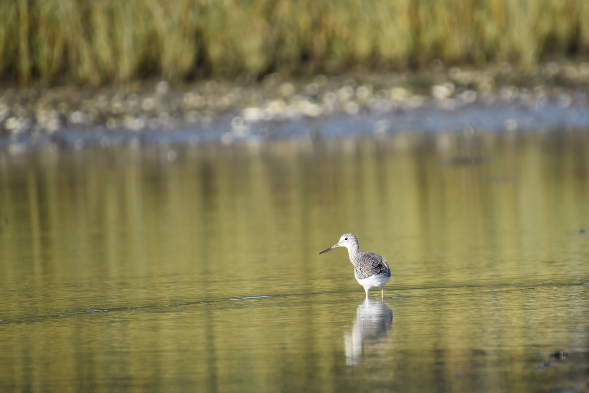 Greater Yellowlegs - ML643945928