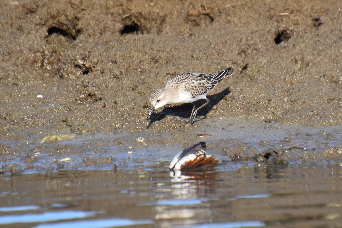 Semipalmated Sandpiper - ML643945959