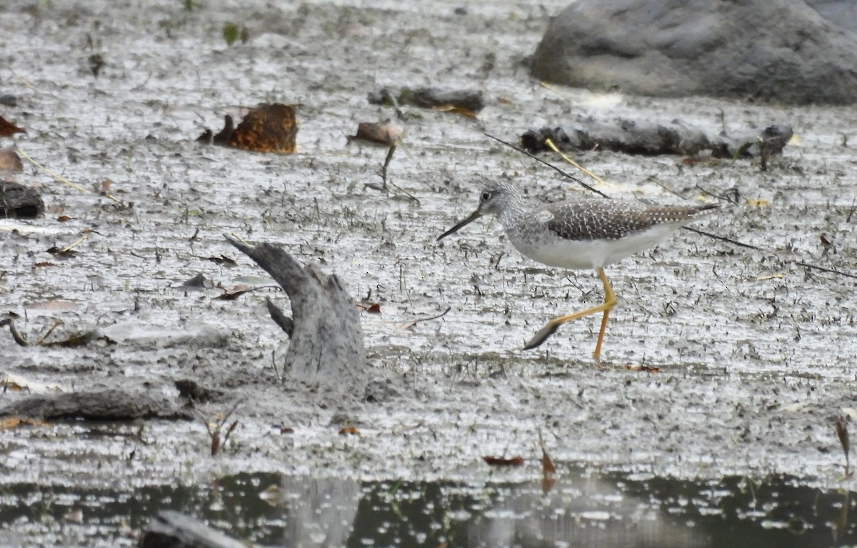 Greater Yellowlegs - ML643945962