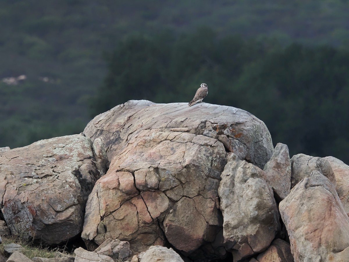 Prairie Falcon - ML643945976