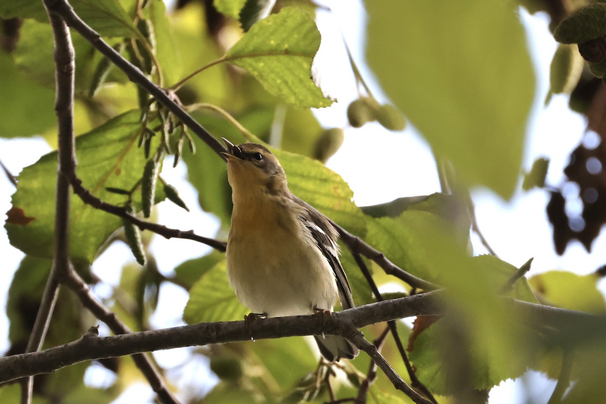 Blackburnian Warbler - ML643945986