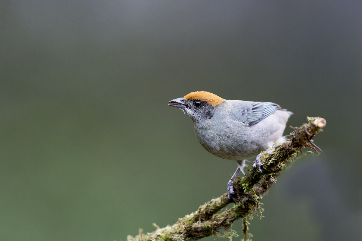 Scrub Tanager - ML643946012