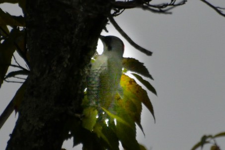 Pic awokéra - ML643946037