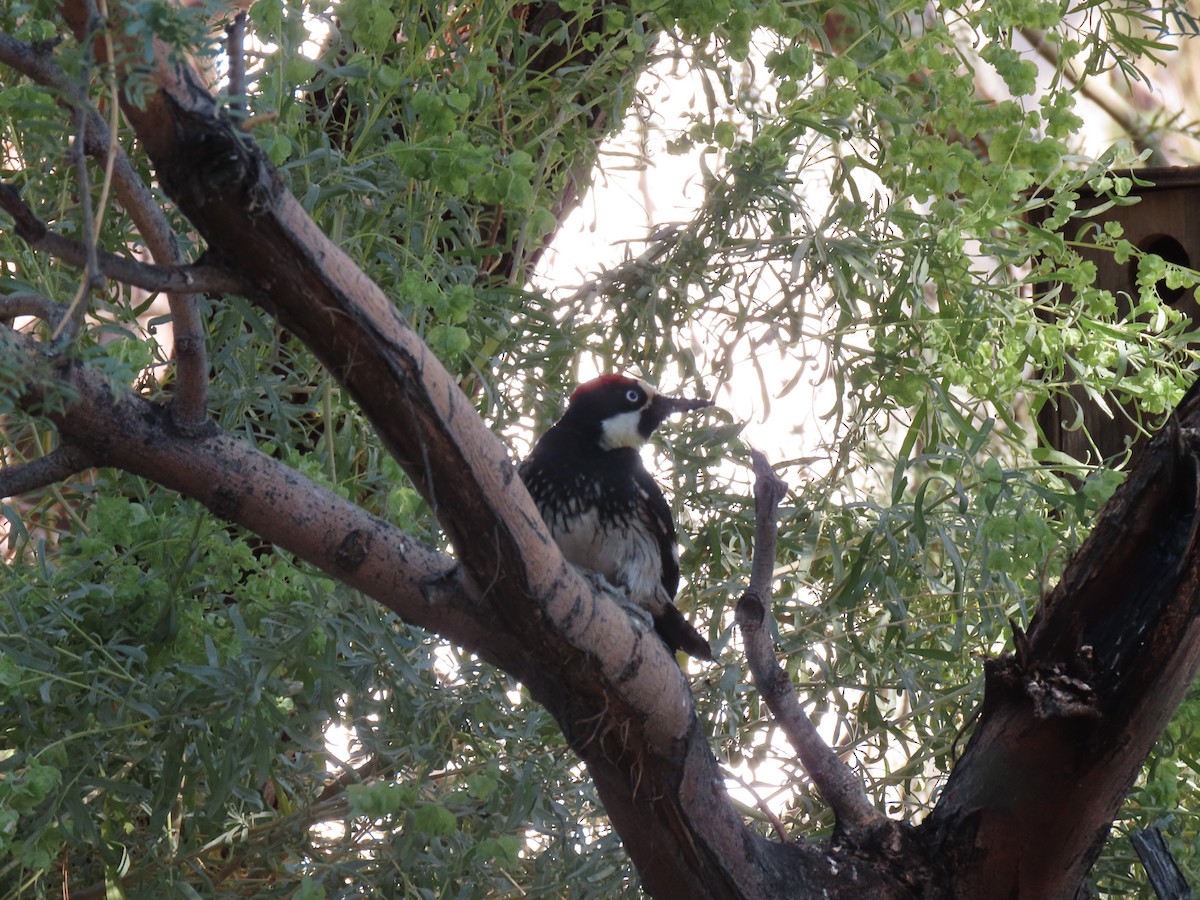 Acorn Woodpecker - ML643946047