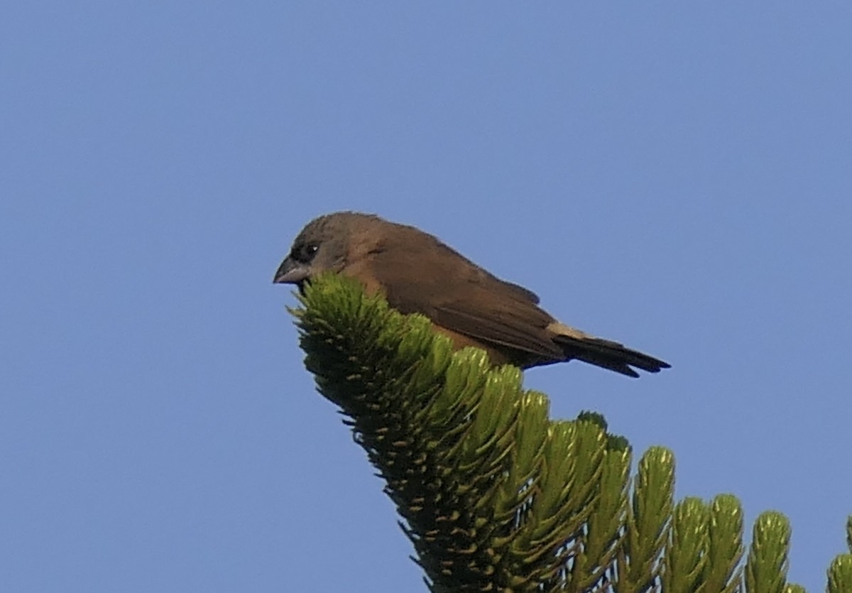 Madagascar Munia - ML643946093