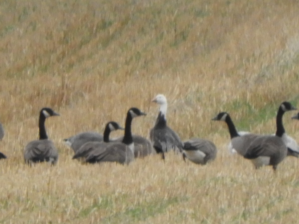 Snow Goose - ML643946094