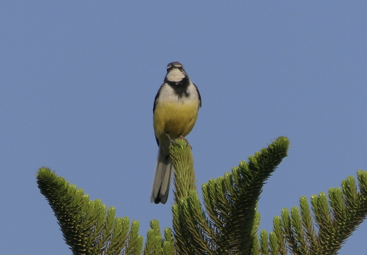 Madagascar Wagtail - ML643946114