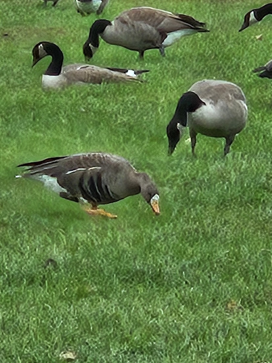 Greater White-fronted Goose - ML643946145