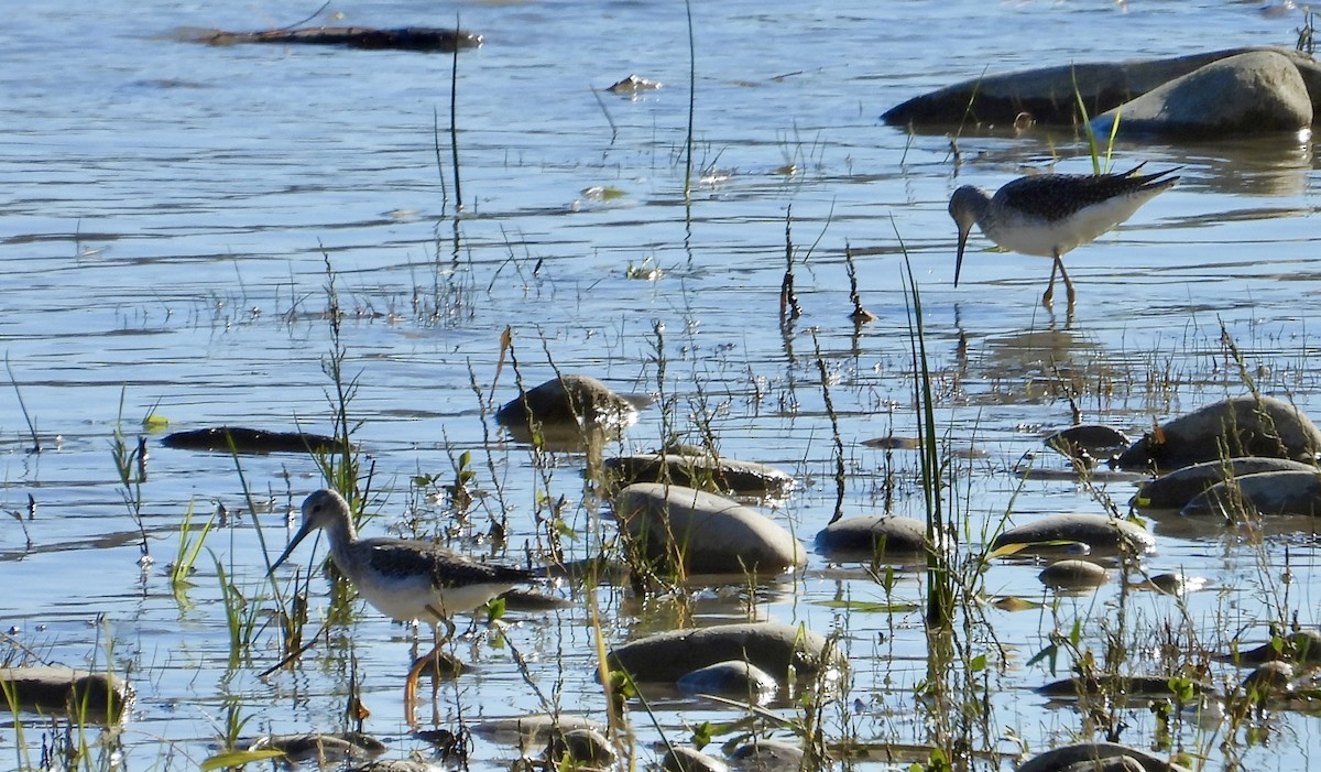 Greater Yellowlegs - ML643946174
