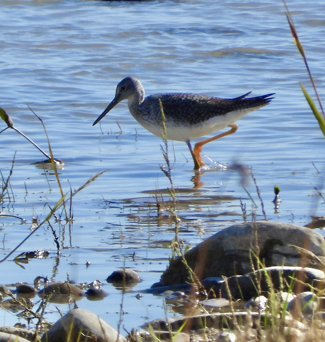 Greater Yellowlegs - ML643946175