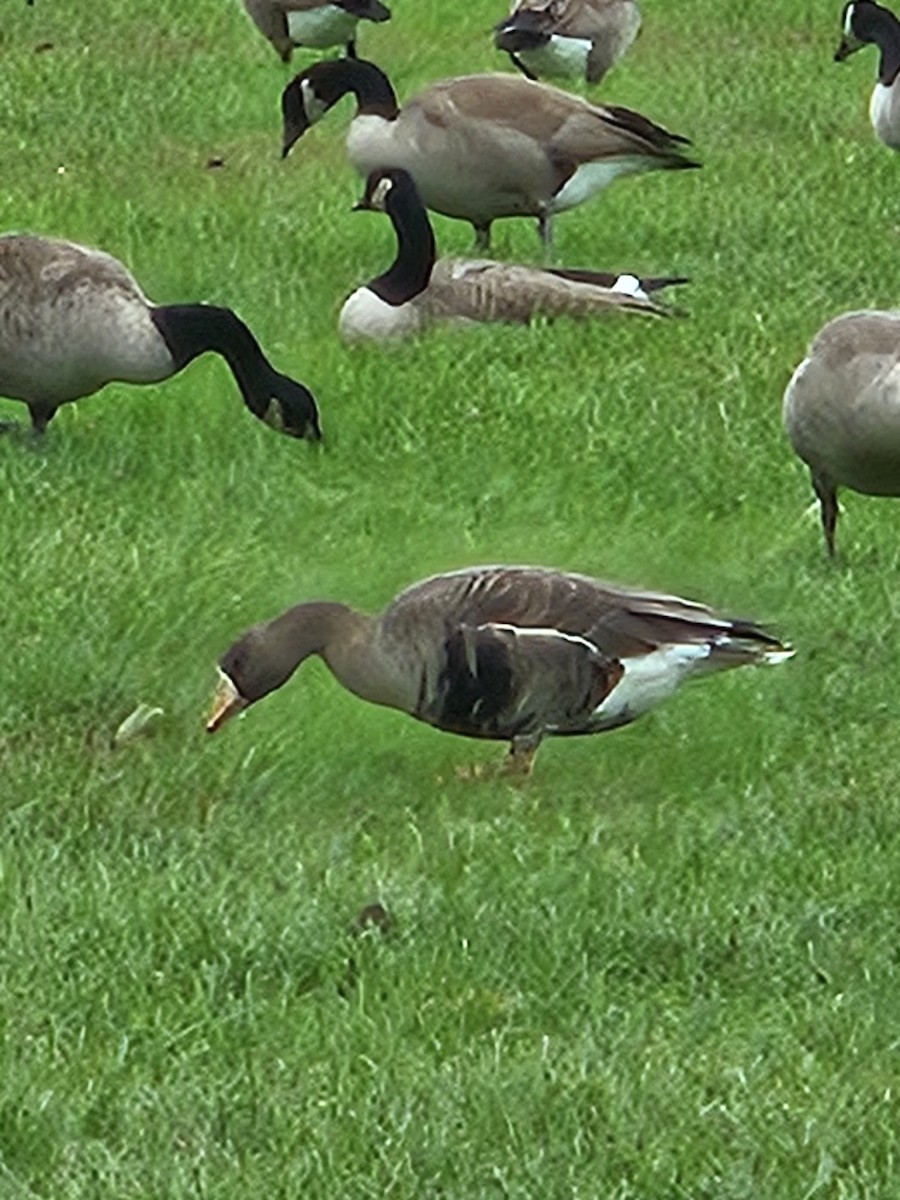 Greater White-fronted Goose - ML643946186