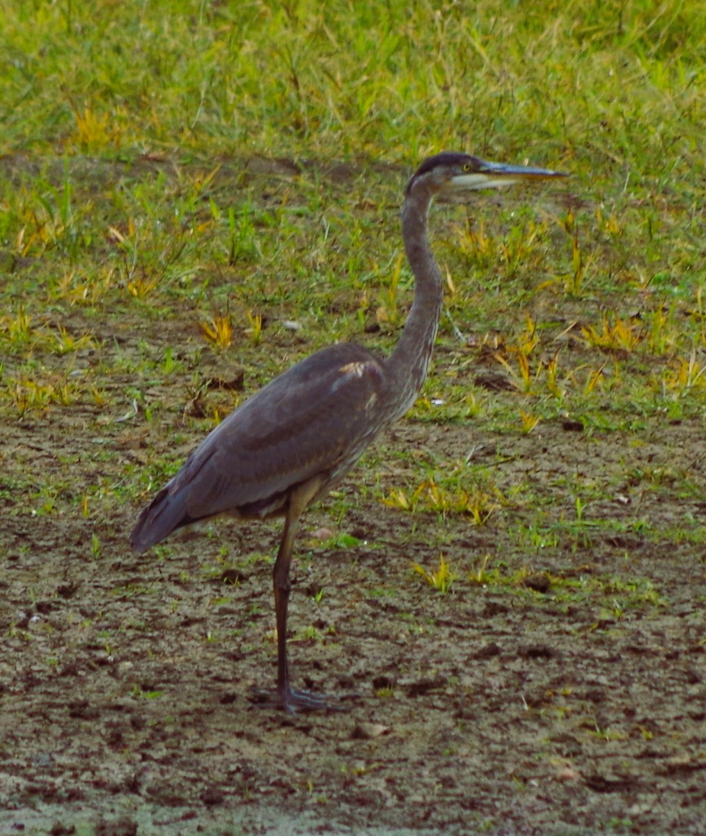 Great Blue Heron - ML643946225