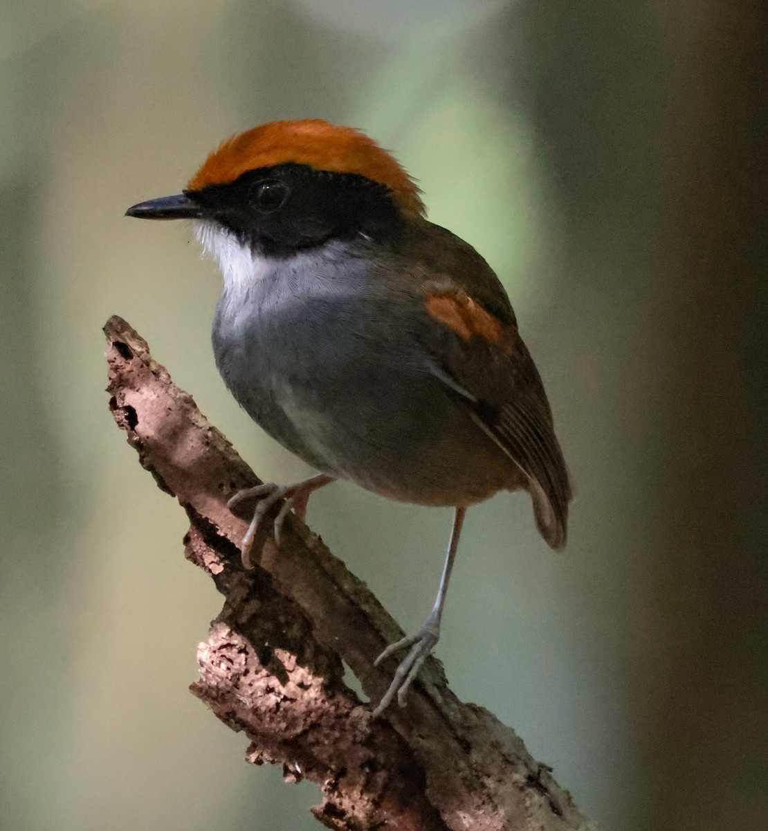 Black-cheeked Gnateater - ML643946228
