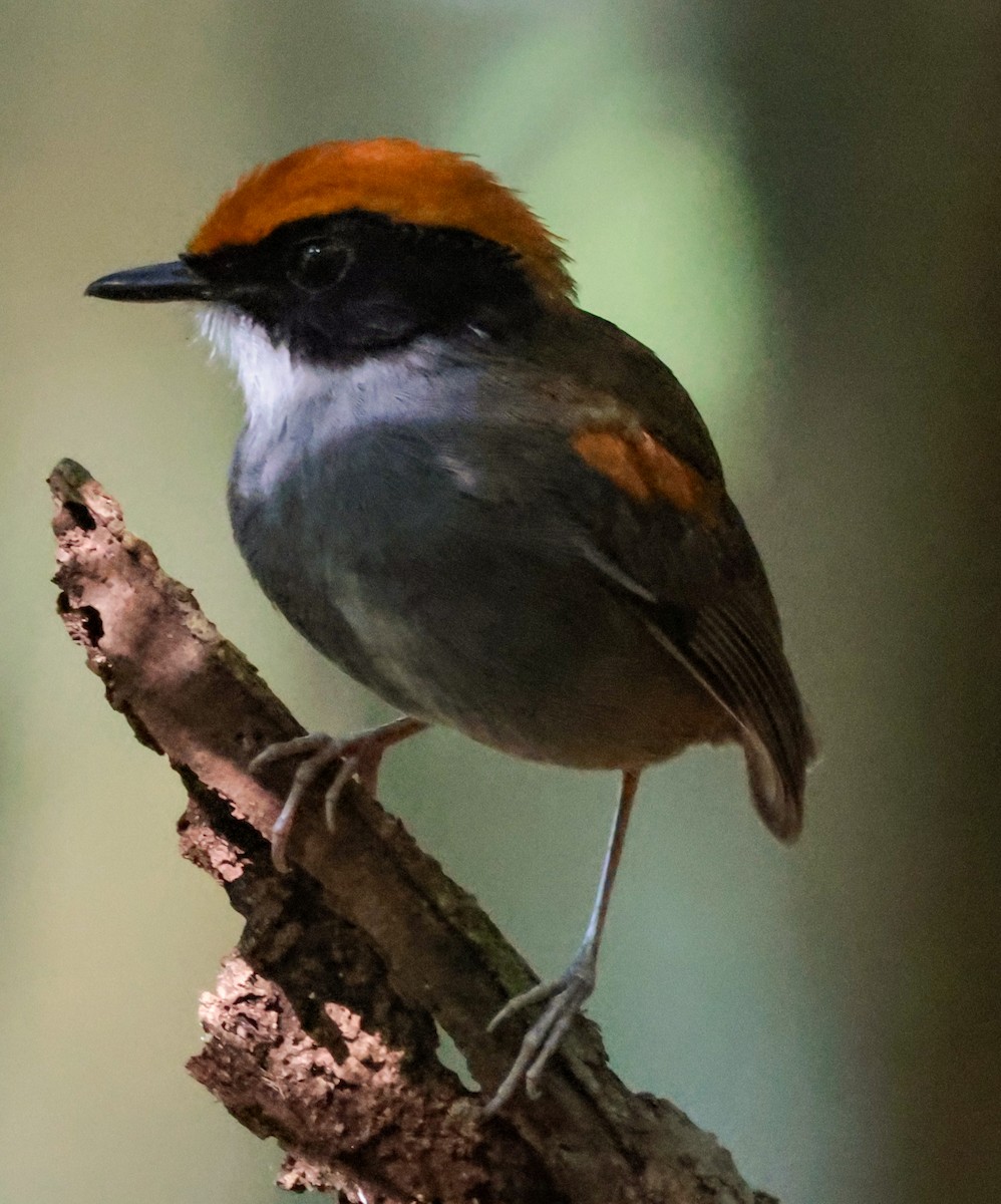 Black-cheeked Gnateater - ML643946229
