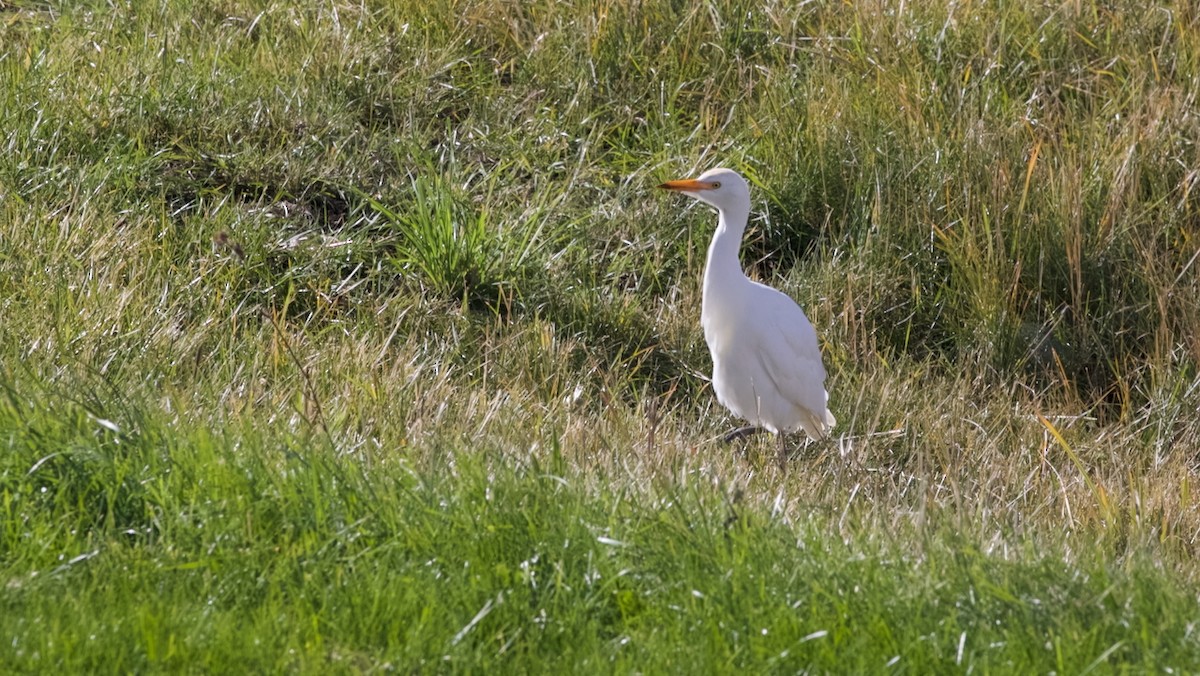 Western Cattle-Egret - ML643946231