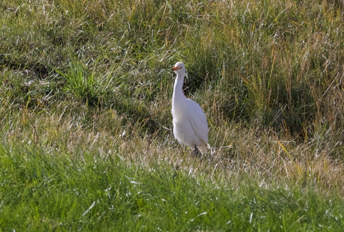 Western Cattle-Egret - ML643946232