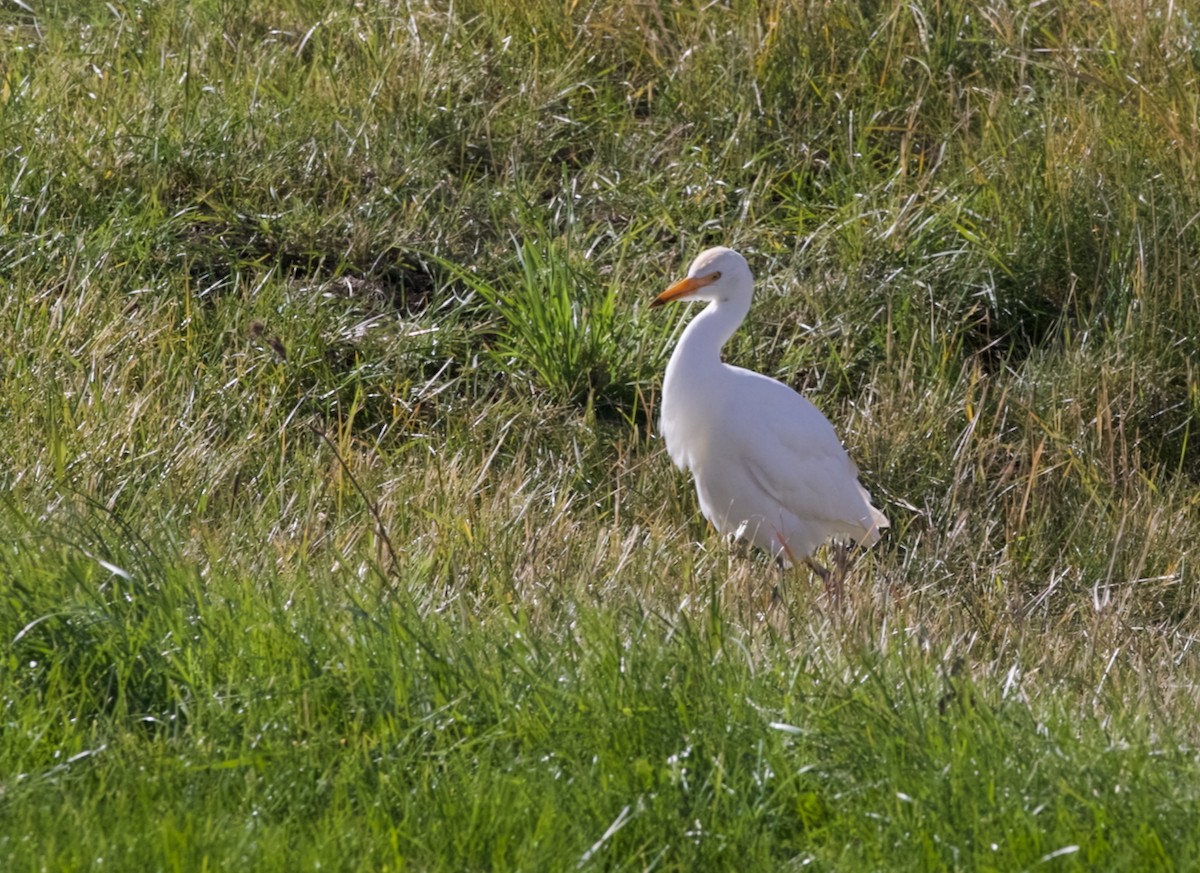 Western Cattle-Egret - ML643946233